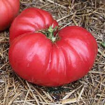 New Fresh 50 Seeds Council Bluffs Tomato Juicy Tomatoe Vegetable Garden - $7.00