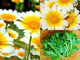 300+GARLAND DAISY Flower Asian Cuisine/Medicinal/Teas Prairie Wildflower Seeds  - £13.34 GBP