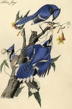 Blue Jay by John James Audubon #4 - Art Print - £17.29 GBP+