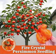 Sweet Persimmon Tree 16–18 Inches Bare Root | Crisp Smooth Fruit - $12.99