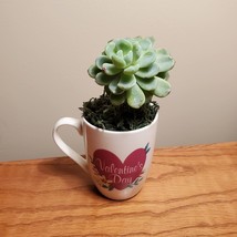 Valentines Mug with Succulent, Valentines Day Decor, mug garden gift