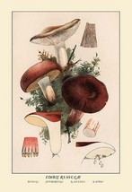 Edible Russucae by W. Hamilton Gibson - Art Print - £17.37 GBP+