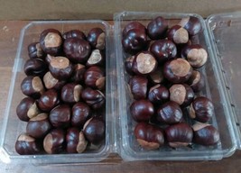 Ohio State Buckeye Nuts Large Crafts Filler Primitive Decor 50 Pieces - $23.17