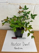 Harbor Dwarf Nandina 4" pot image 4