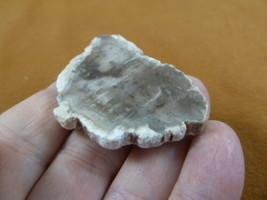 R805-33) genuine fossil Petrified Wood slice specimen Madagascar organic... - £11.95 GBP