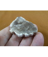 R805-33) genuine fossil Petrified Wood slice specimen Madagascar organic... - $14.95