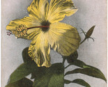 Hawaii -  Hibiscus Flower, Hawaiian Islands - c1910s Island Curio Co. Po... - $8.42