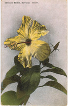 Hawaii -  Hibiscus Flower, Hawaiian Islands - c1910s Island Curio Co. Postcard - £6.76 GBP