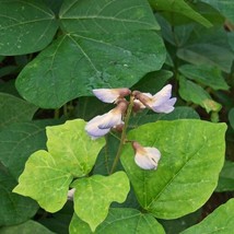 5 Pachyrhizus Erosus Jicama Seeds For Planting   - £15.91 GBP