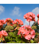 &#39;Liuyu&#39; Pinkish Red Geranium Flowers 10 PCS Seeds - €7,83 EUR