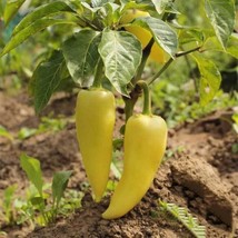 Sweet Hungarian Yellow Wax Pepper Heirloom Non Gmo 25 Seeds From US  - £6.45 GBP