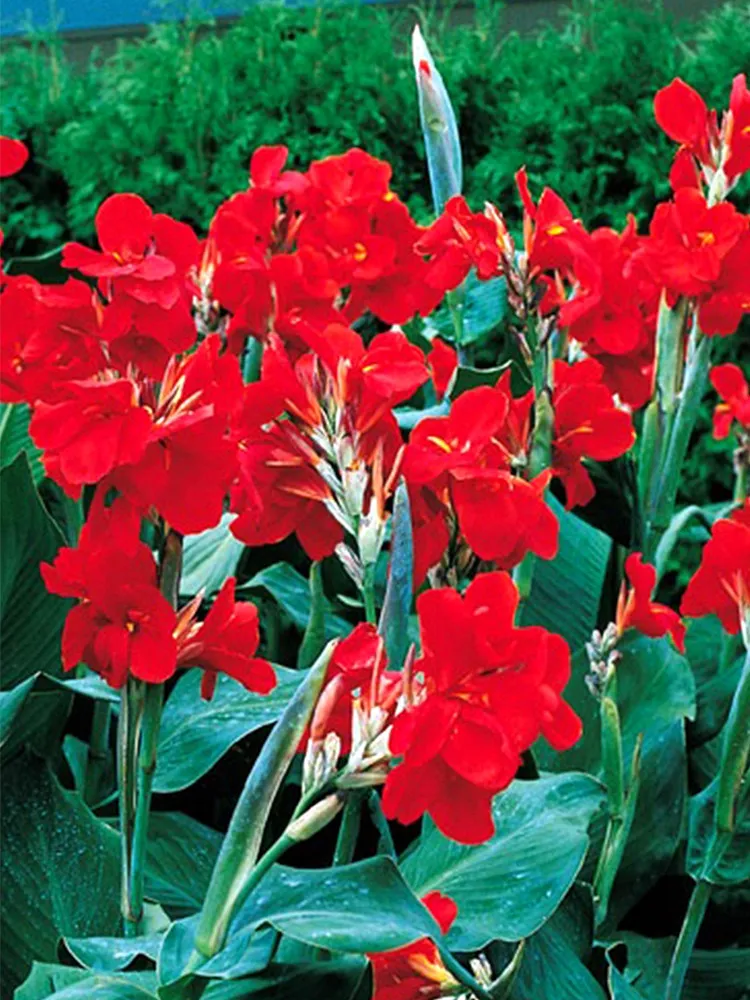 Canna  red thumb200