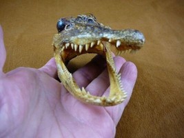 (G-Def-247) 4-1/8&quot; Deformed Gator ALLIGATOR HEAD jaw teeth TAXIDERMY - $38.32