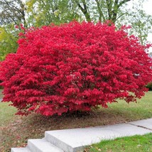 15 Burning Bush fresh cuttings unrooted for rooting - $19.99
