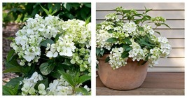 4&quot; Pot - FairyTrail White Hydrangea- White Blooms - Gardening - £37.12 GBP