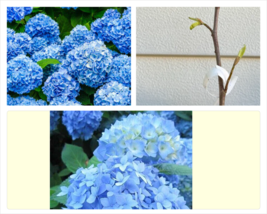 6-10&quot; Tall Live Plant 3&quot; Pot Nikko Blue Mophead Bush Hydrangea macrophylla - £39.15 GBP