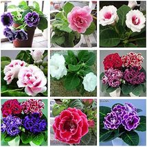 Perennial Sinningia Gloxinia Flower - Mixed 9 Types Flowers, 100 SEEDS D - £10.79 GBP