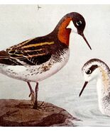 Northern Phalarope Shorebirds 1936 Bird Lithograph Color Plate Print DWU12B - €9,66 EUR