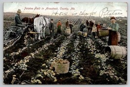 Potatoe Field In Aroostook County Maine Farmer Harvesting Scene Postcard W29 - $9.95