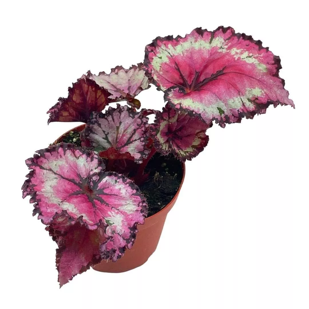 Raspberry Beret Begonia Rex 4 in Painted-Leaf Winter Begonia Unique Homegro - £26.58 GBP