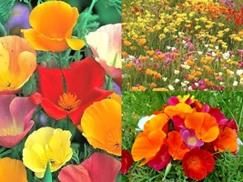 1000 Seeds California Poppy Mix Native Wildflower Flower Garden Patio Container - £13.37 GBP