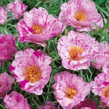 50 Sundial Peppermint Portulaca Moss Rose Seeds Annual Flower Ground-Cover - £14.58 GBP