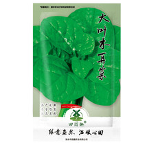 100 pcs Ceylon Spinach Malabar Spinach Green, Asian Climbing Spinach FROM GARDEN - £3.97 GBP