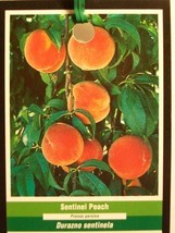 SENTINEL PEACH 4-6 FT  TREE PLANT SWEET JUICY PEACHES FRUIT TREES PLANTS - £76.29 GBP