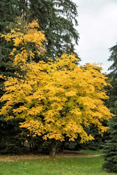 Top Seller 10 Yellow Ash Tree Kentucky Yellowwood White Flr Cladrastis L... - £11.46 GBP
