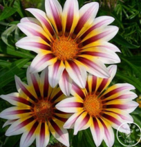 Gazania Multicolor Mixed Plant Beautiful Gazania Flower 100pcsLot - £7.04 GBP