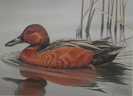 Cinnamon Teal by Gerald Mobley - 1985-86 Federal Duck Stamp Print Artist Signed  - £79.75 GBP