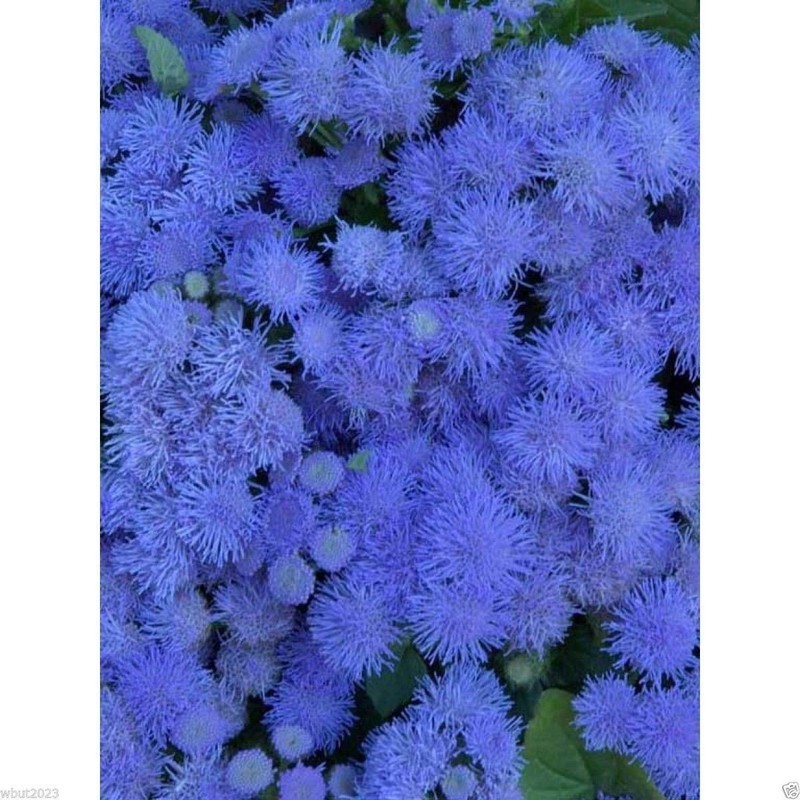 KKG Floss Garden Ageratum Ageratum Mexicanum Blue Mink Blueweed US Seller - $17.37