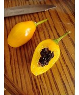 Honey Badger Manzano Chile pepper seeds (FREE SHIPPING to USA) (24) - $5.36 CAD