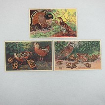 Vintage 1939 National Wildlife Bird Postcards Lot 3 Ruffed Grouse Woodcock Quail - £17.37 GBP