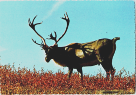 Postcard Alaska Photo of a Bull Caribou Migrates Winter and Summer  6 x 4 ins - £3.88 GBP