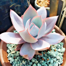 Echeveria Cante rare succulent exotic hen and chicks plant seed 50 SEEDS - $9.89