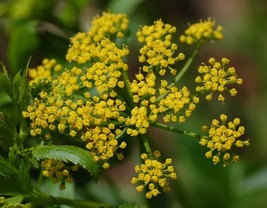 Zizia Aurea Golden Alexanders 20 Seeds Fresh Seeds Gardening USA - £12.85 GBP