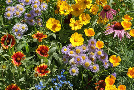 200+ Bee Wildflower Mix Seeds COLORFUL MIXTURE 15 Species Pollinators  - £9.95 GBP
