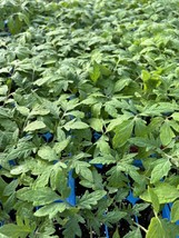 Lot Of 2 Beefsteak Tomato Live Plants 6 To 10 Inches 60 Days Old New Fre... - $34.43 CAD