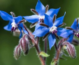 Borage Seeds - Organic &amp; Non Gmo Borage Seeds - Heirloom Herb Seeds - Fresh USA  - £2.36 GBP