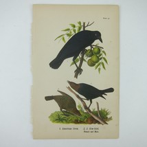 Bird Litho Print American Crow &amp; Cow bird After John James Audubon Antique 1890 - £16.03 GBP