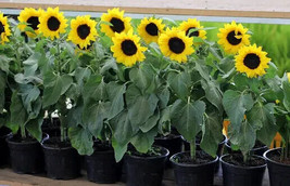30 Seeds Incredible Dwarf Sunflower Helianthus Annuus Flower Fresh - £14.37 GBP