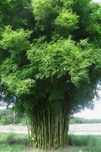 50 Graceful Bamboo Seeds Privacy Plant Garden Clumping Shade Screen - $267.15 MXN