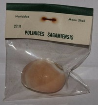 Vintage Sea Shells Moon Shell Naticidae Polinices Sagamiensis B1 - £2.24 GBP