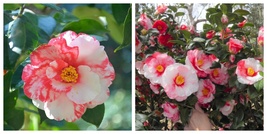 IWANE SHIBORI Camellia Japonica Live Starter Plant - £38.60 GBP