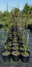 Spring Satin Plumcot 4-6 Ft Fruit Tree Plant Trees Sweet Plums Garden Plants - £76.26 GBP