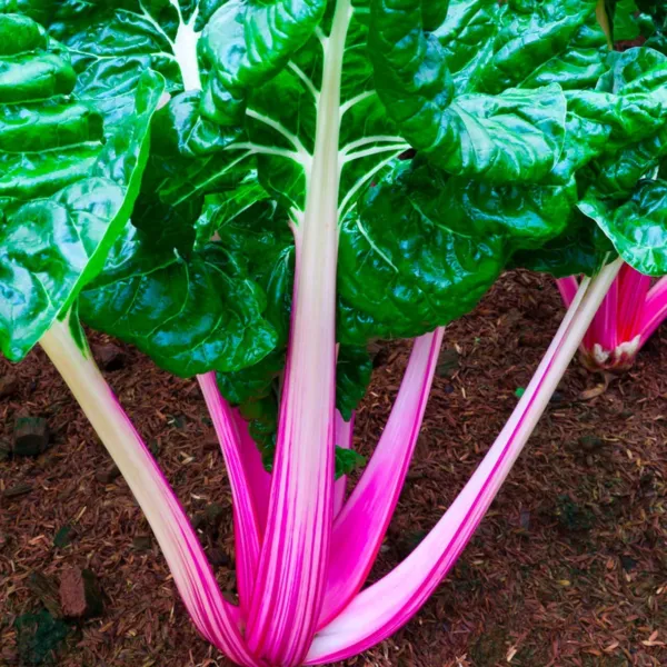 Pink Lipstick Swiss Chard Seeds 50 Ct Vegetable Heirloom Non Gmo Fresh Garden - £5.01 GBP