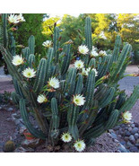 Cereus hildmannianus QUEEN OF THE NIGHT blooming cacti rare flower seed ... - £7.89 GBP