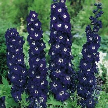 Grow In US 50 Dark Blue Delphinium Seeds Perennial Garden Flower Bloom  Seed Flo - £8.40 GBP