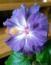 20 Blue White Hibiscus Seeds Flower Garden Flowers - $10.00